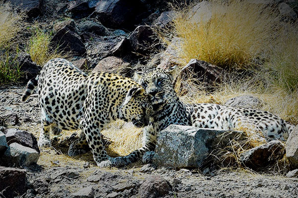 Rewilding at Arabian leopards